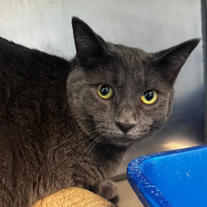 A young large-sized male Gray / Blue / Silver Domestic Short Hair cat named Phoenix for adoption in South Haven, MI