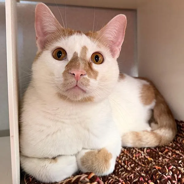 A young medium-sized male Domestic Short Hair cat named Finn for adoption in Des Moines, IA