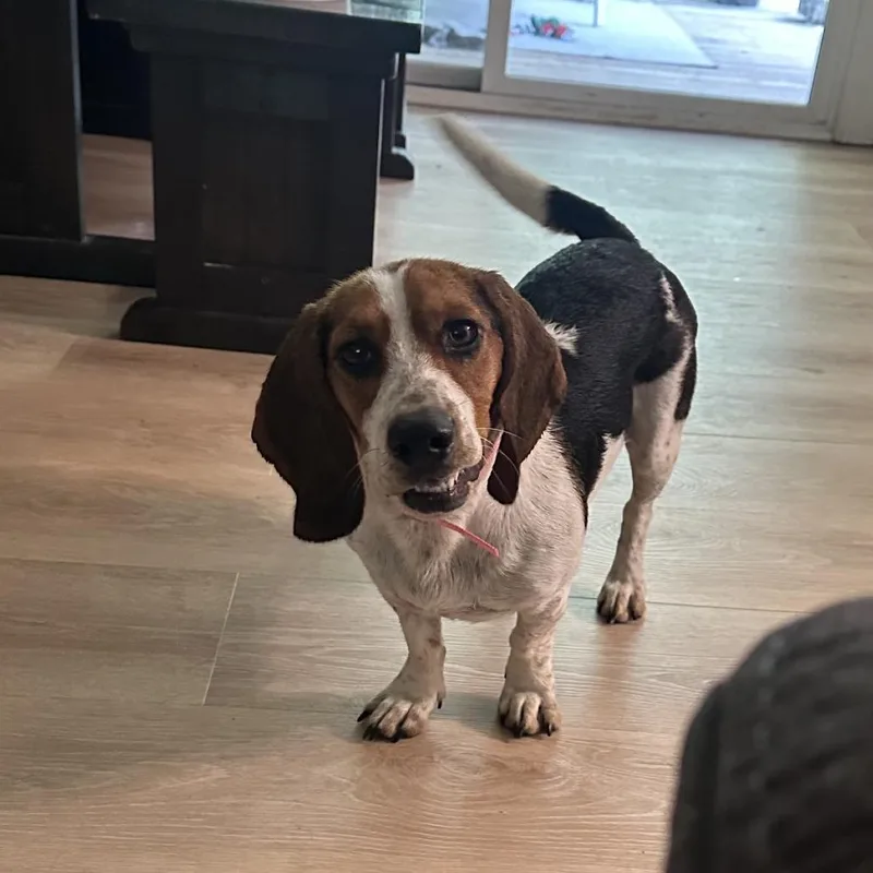An adult medium-sized female White / Cream Basset Hound dog named Martha for adoption in Columbia, MO