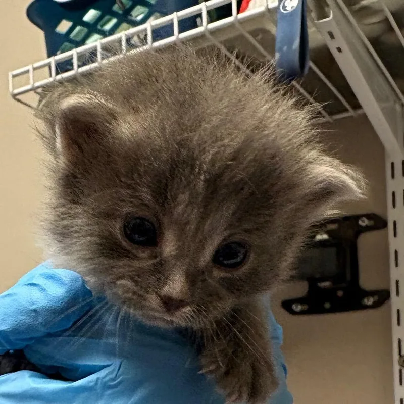 A baby small-sized female Gray / Blue / Silver Domestic Short Hair cat named Jill for adoption in Yuma, AZ