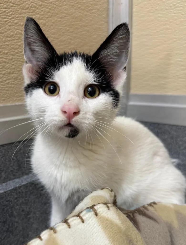 A baby medium-sized female White Domestic Short Hair cat named Oakley for adoption in Tomah, WI