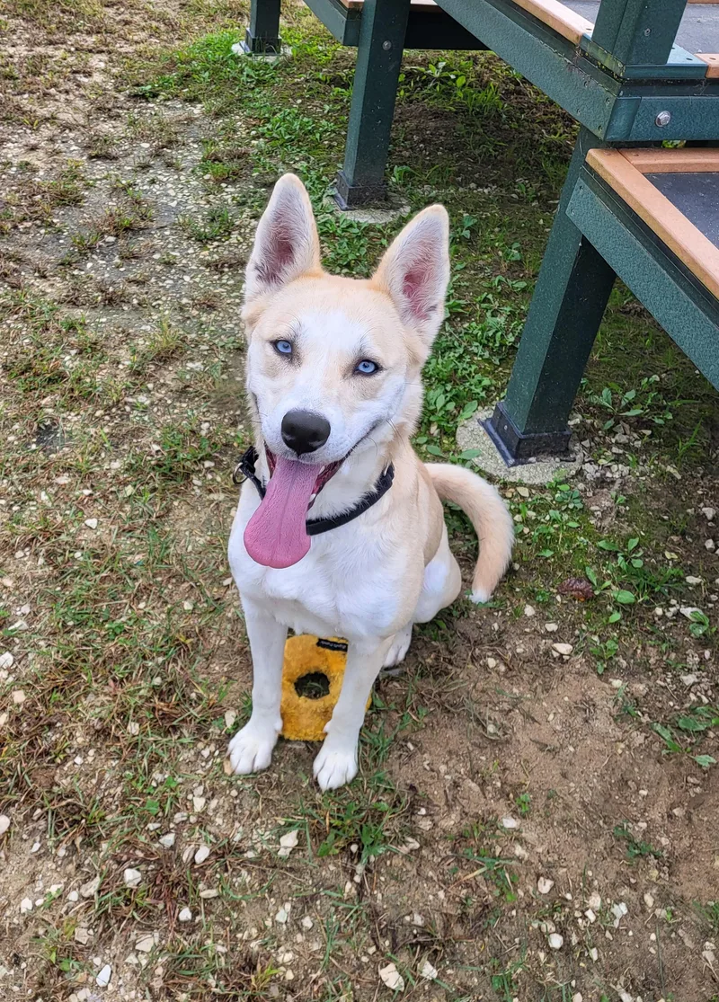 An adult medium-sized female Husky dog named Oprah for adoption in Grayslake, IL