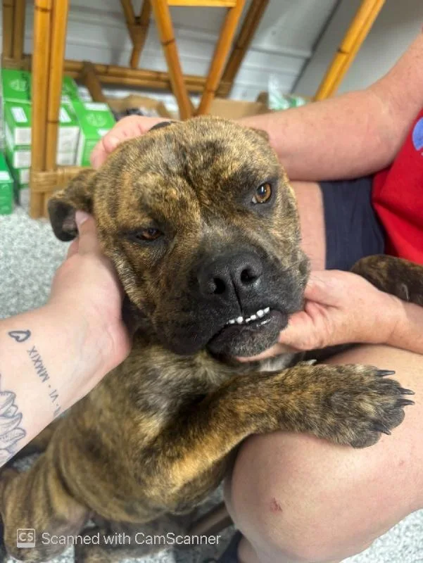 An adult medium-sized female Boxer dog named Bonnie for adoption in Aurora, IL