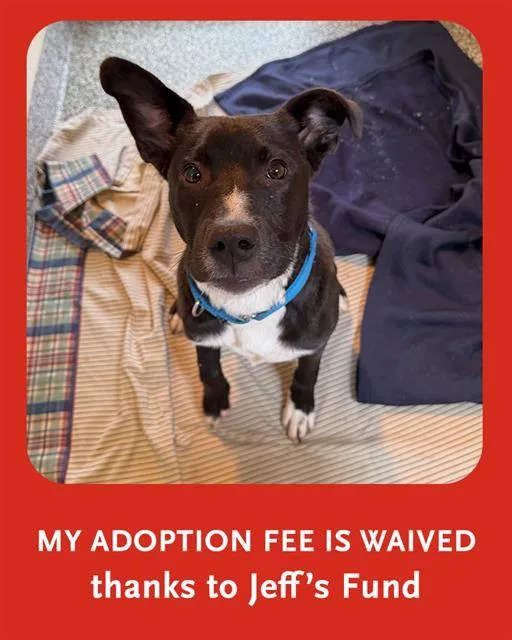 A young medium-sized male Labrador Retriever dog named Lucky for adoption in Brewster, MA