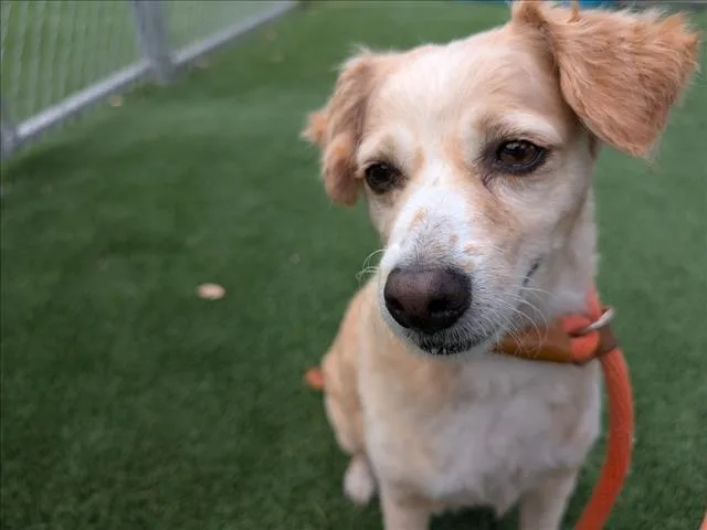 An adult small-sized female Papillon dog named Caju for adoption in Los Angeles, CA