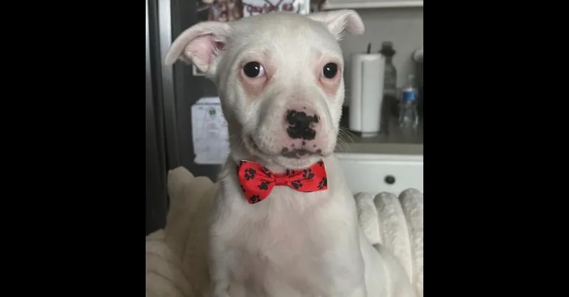 Pete