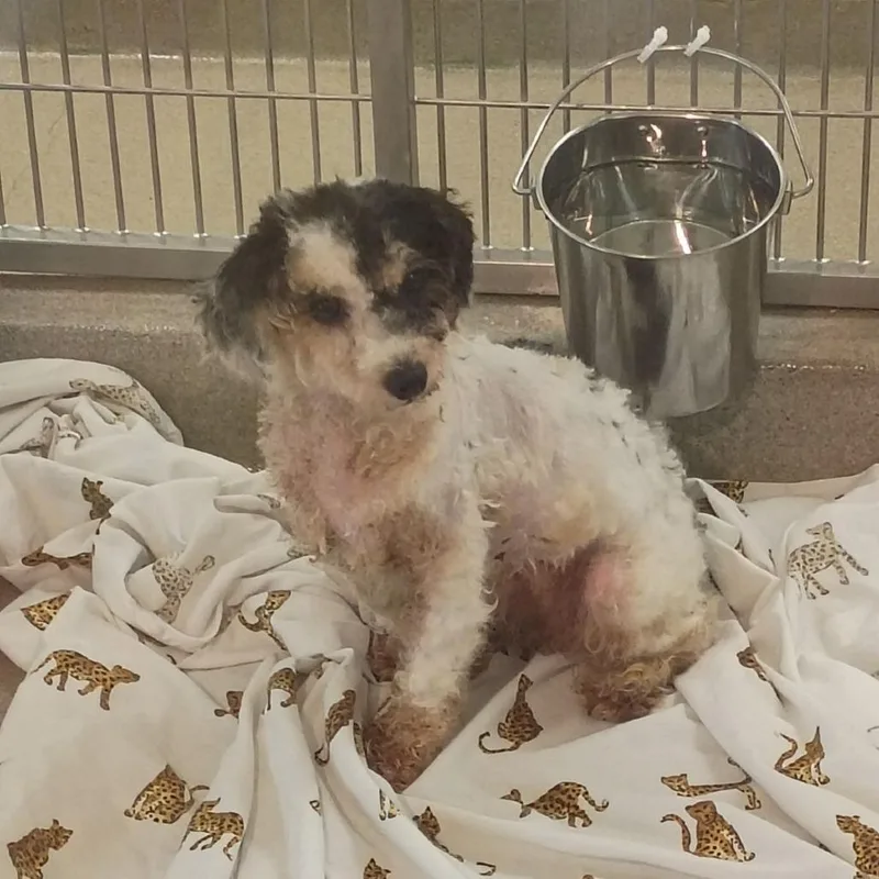 A baby small-sized female Black Shih Tzu dog named Fuchsia for adoption in Lynchburg, VA