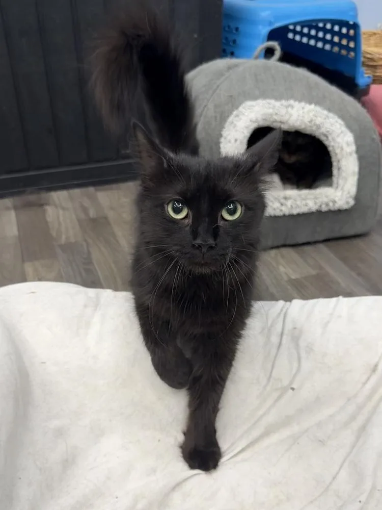 An adult medium-sized female Black Domestic Medium Hair cat named Griselda for adoption in West Mifflin, PA