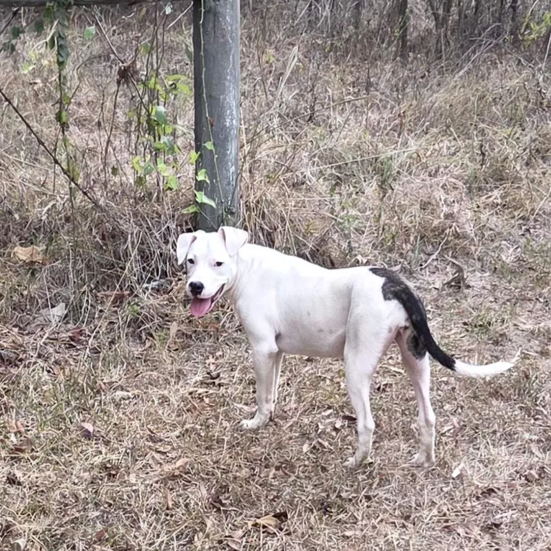 A young medium-sized female Australian Cattle Dog / Blue Heeler dog named Spot for adoption in Queen City, TX
