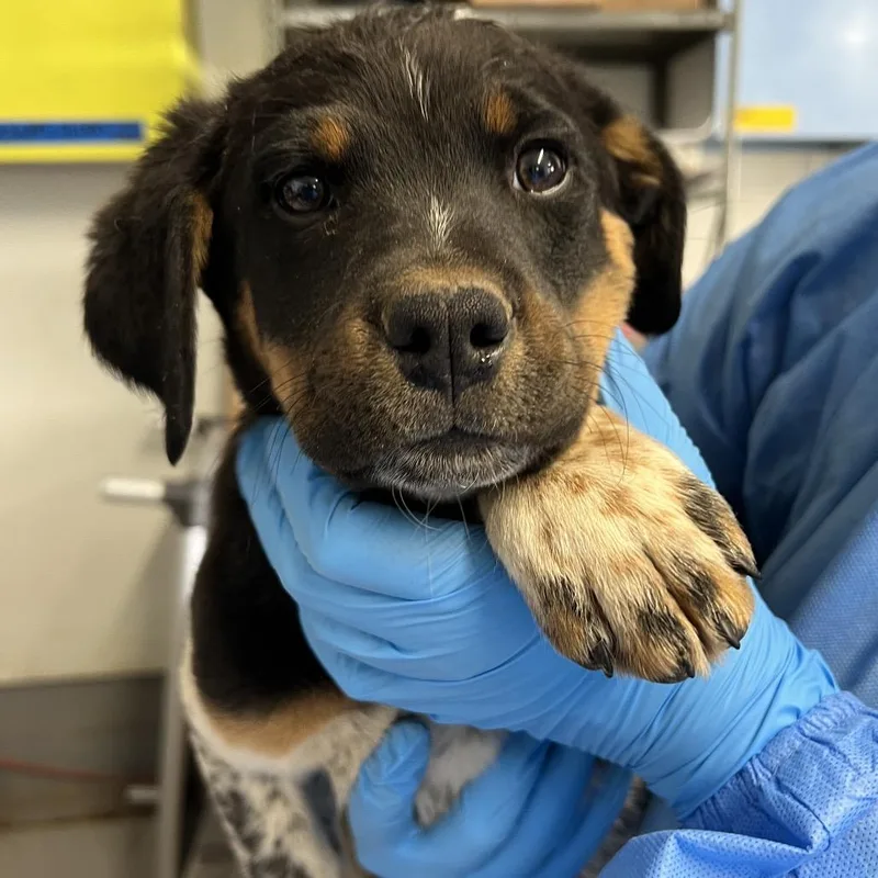 Fishhook thumbnail 2