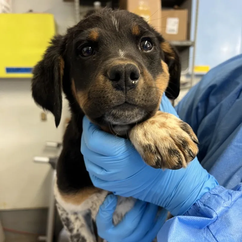 Fishhook thumbnail 3