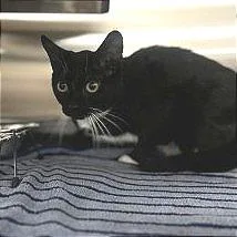 A young medium-sized female Domestic Short Hair cat named Boogie for adoption in Bullhead City, AZ