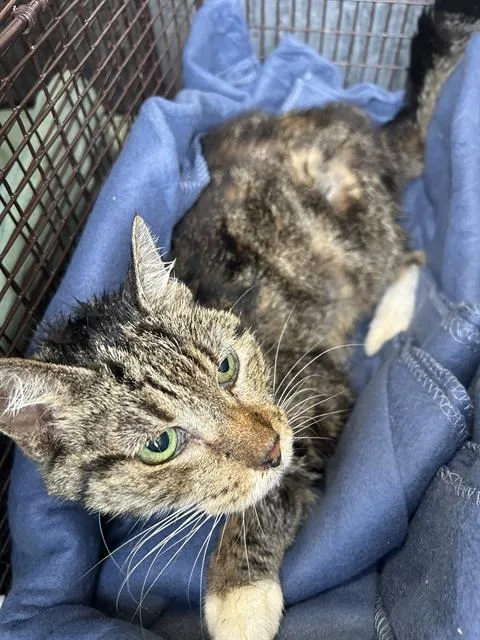 A young small-sized female Domestic Short Hair cat named Marylin for adoption in San Antonio, TX