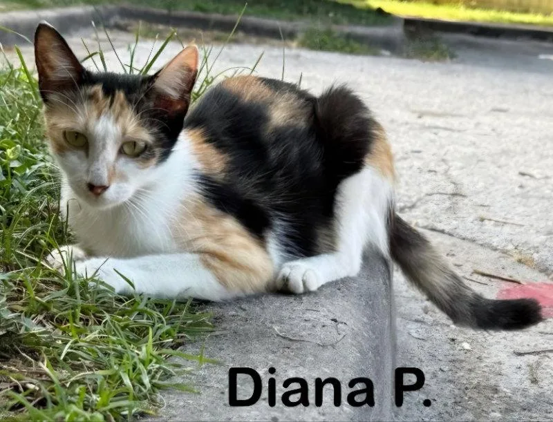 Diana P