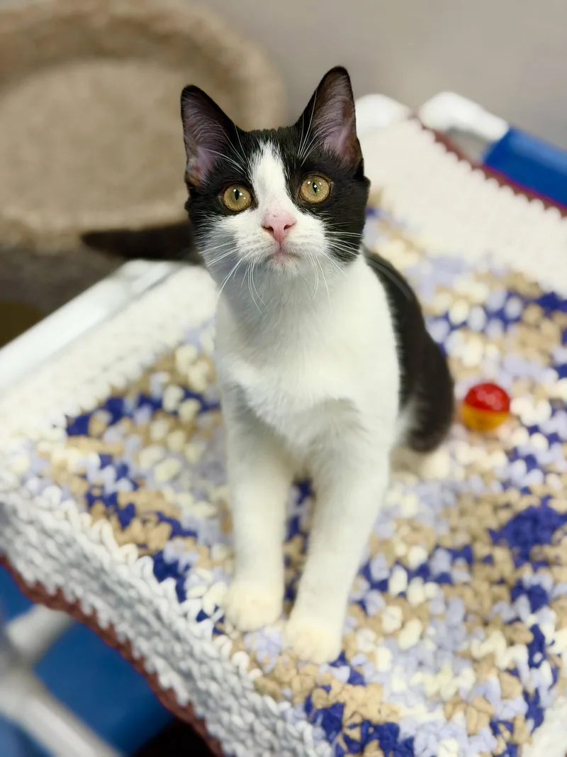 A young medium-sized female Black & White / Tuxedo Domestic Short Hair cat named Angel for adoption in West Cornwall, CT