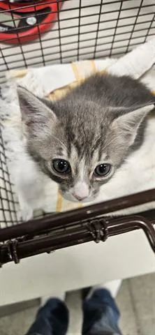 A baby small-sized female Domestic Long Hair cat named Chelsea for adoption in San Martin, CA