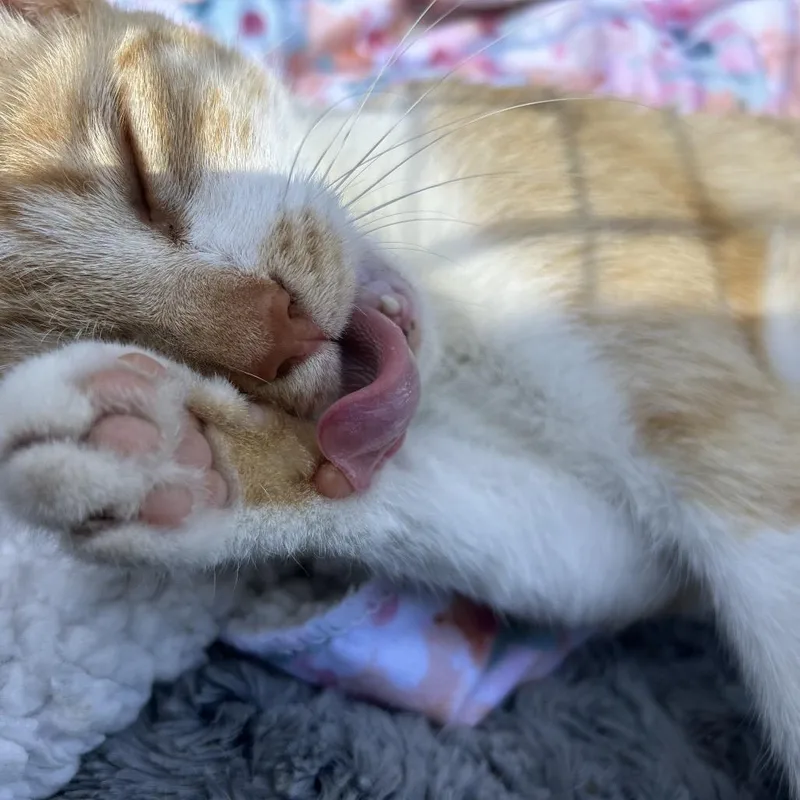 A young small-sized female Orange / Red Domestic Short Hair cat named Nala for adoption in San Pedro, CA
