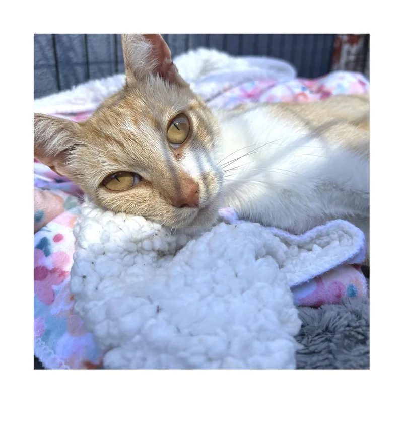 Nala thumbnail 2