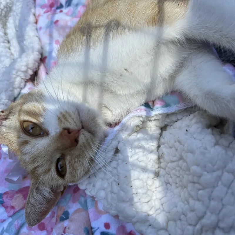 Nala thumbnail 3