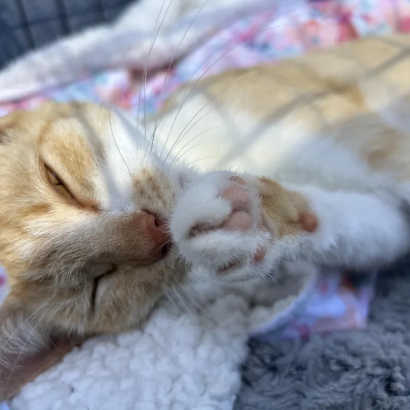 Nala thumbnail 4