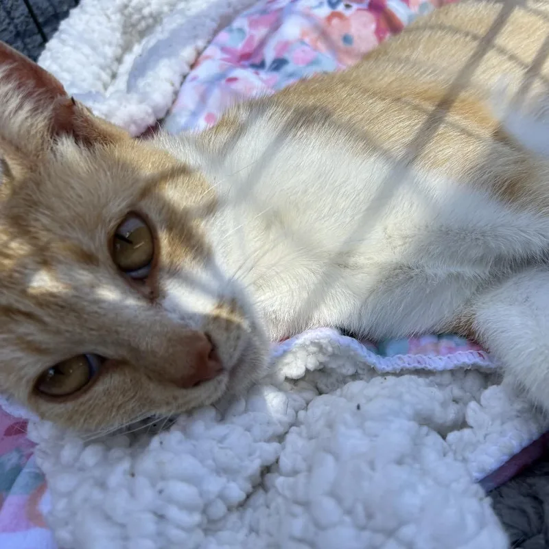 Nala thumbnail 5