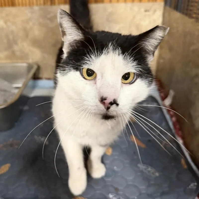 An adult small-sized male Black Domestic Short Hair cat named Zorro for adoption in Woodbury, NJ