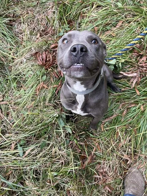 A young medium-sized male American Staffordshire Terrier dog named Hobo for adoption in Chester, SC