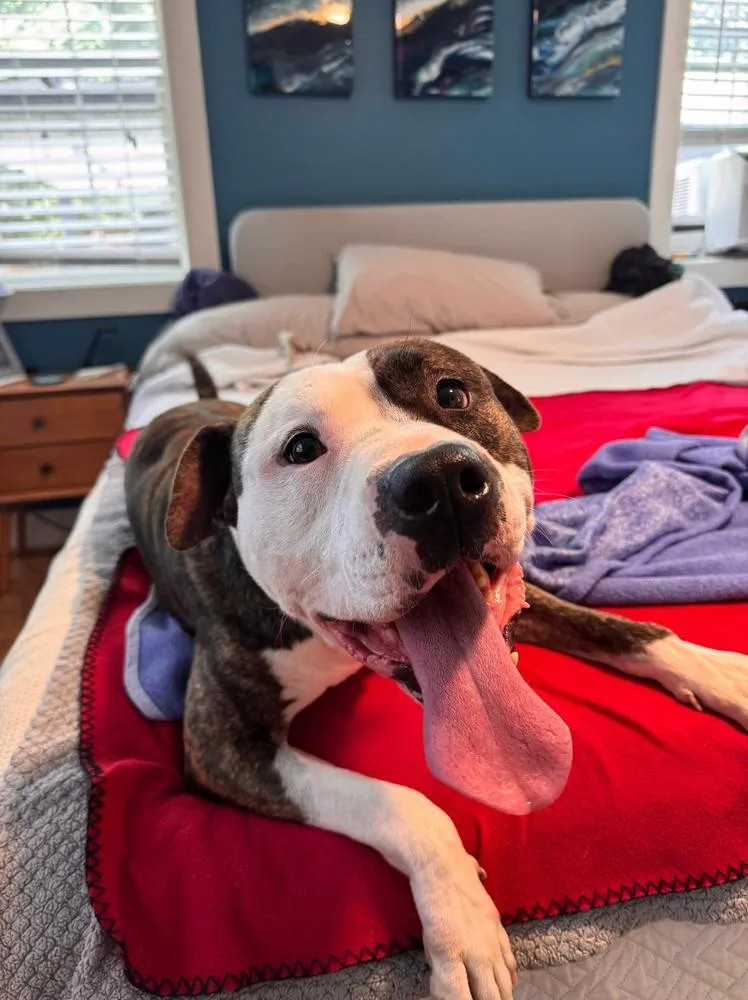 An adult large-sized male Staffordshire Bull Terrier dog named Stone for adoption in Aurora, CO