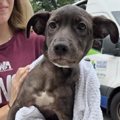 A baby small-sized female Mixed Breed dog named Evanescence for adoption in Voorhees, NJ