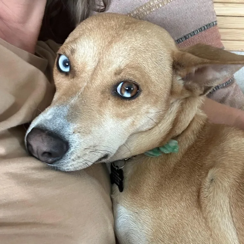 A young medium-sized female Mixed Breed dog named Sapphire for adoption in Houston, TX