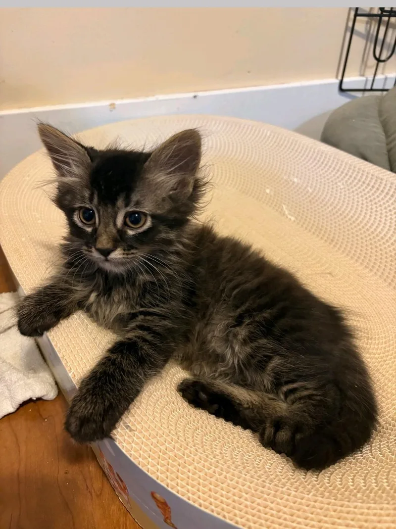 A baby medium-sized male Domestic Medium Hair cat named Decaf for adoption in Reno, NV