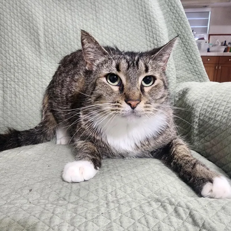 An adult large-sized male Brown / Chocolate Domestic Short Hair cat named Ivan for adoption in Boston, MA