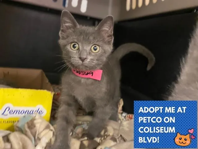 A baby small-sized female Domestic Short Hair cat named Pebbles for adoption in Fort Wayne, IN