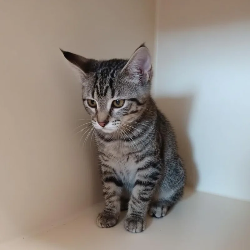 A young medium-sized female Tabby (Brown / Chocolate) Domestic Short Hair cat named Nesi for adoption in Elyria, OH