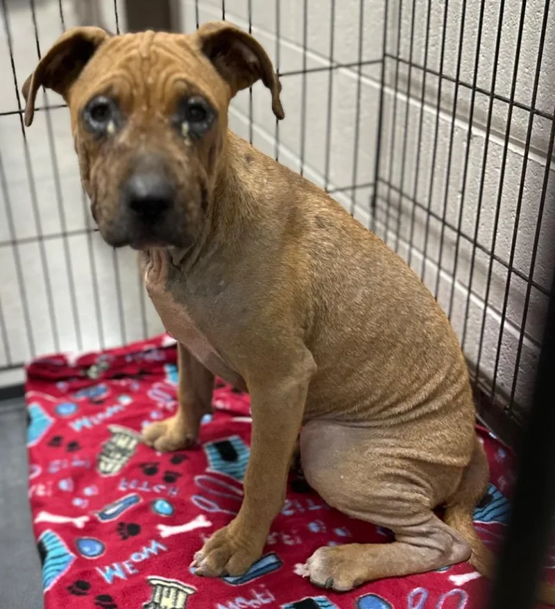 A baby medium-sized male Mixed Breed dog named Itchit for adoption in Rome, GA