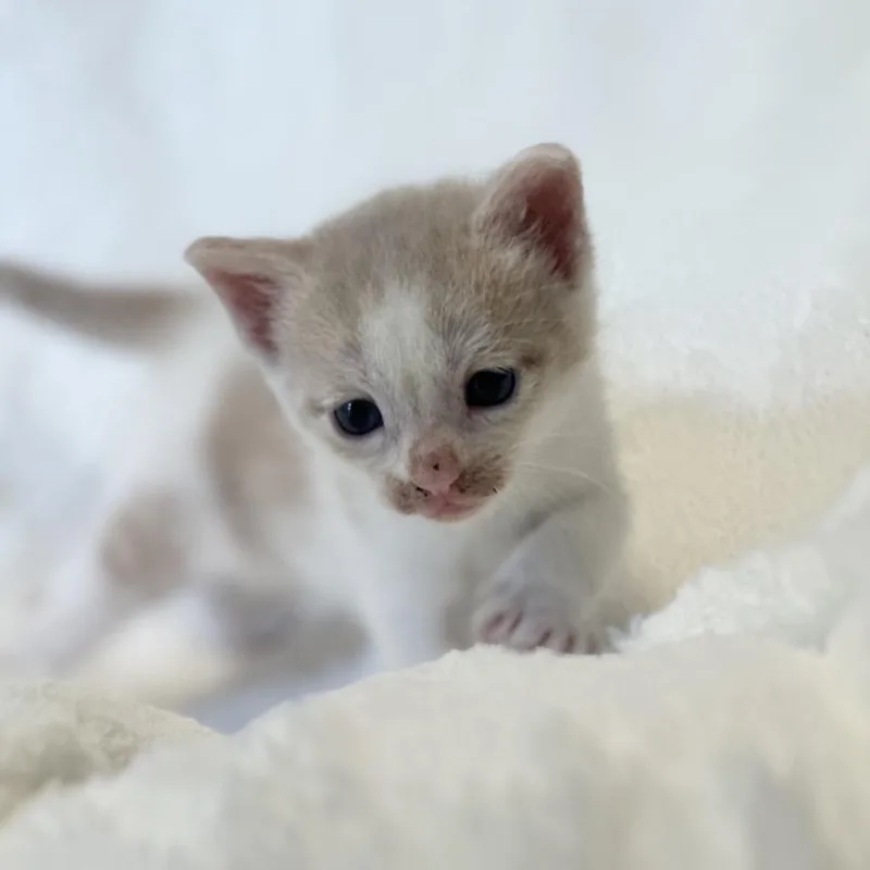 A baby small-sized male Buff / Tan / Fawn Domestic Short Hair cat named Darth Purr for adoption in Clarksville, AR