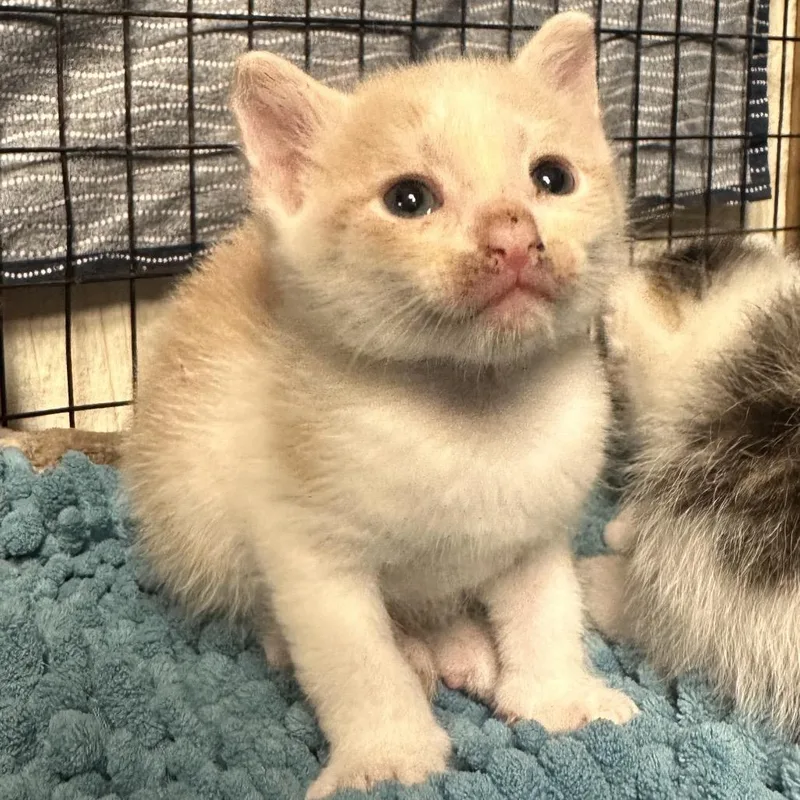 Darth Purr thumbnail 2