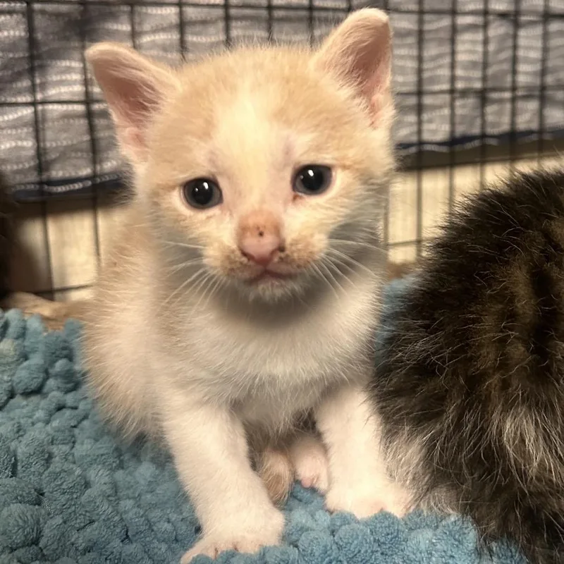 Darth Purr thumbnail 3