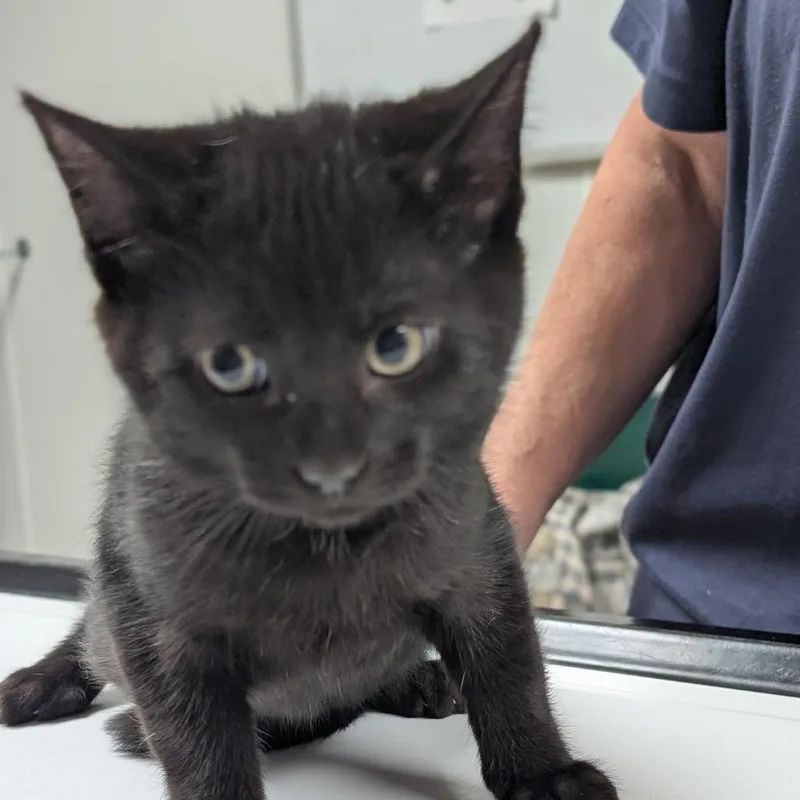 A baby small-sized female Domestic Short Hair cat named Ash for adoption in Canton, IL