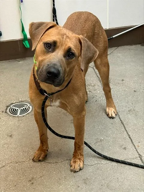 A young large-sized male Pit Bull Terrier dog named Pumpkin for adoption in Tucson, AZ