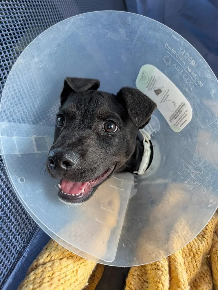 A baby medium-sized male Tricolor (Brown, Black, & White) Cattle Dog dog named Nelson for adoption in Lafayette, CO