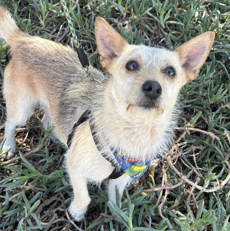 A young small-sized female Yellow / Tan / Blond / Fawn Cairn Terrier dog named Dina for adoption in Bell Gardens, CA