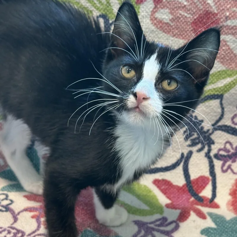 A baby small-sized female Black Domestic Short Hair cat named Baby Powder for adoption in Matteson, IL