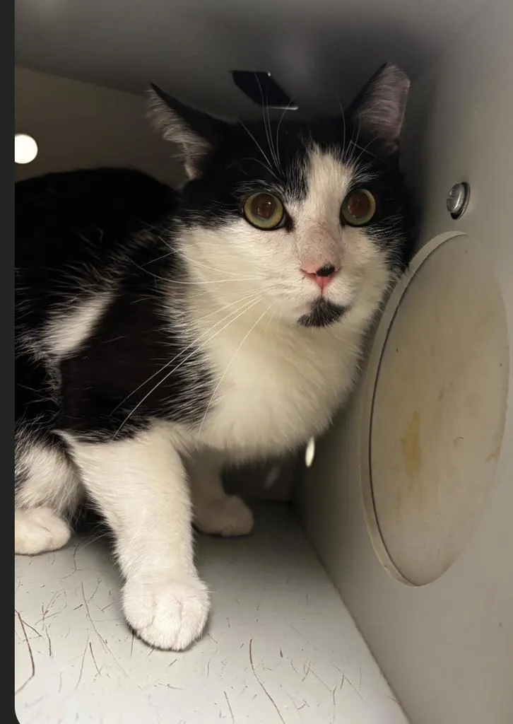 A young large-sized male American Shorthair cat named Sylvester for adoption in Greenfield, IN