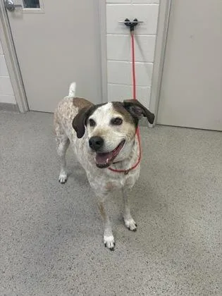 A senior medium-sized male English Coonhound dog named Otis for adoption in Fishers, IN