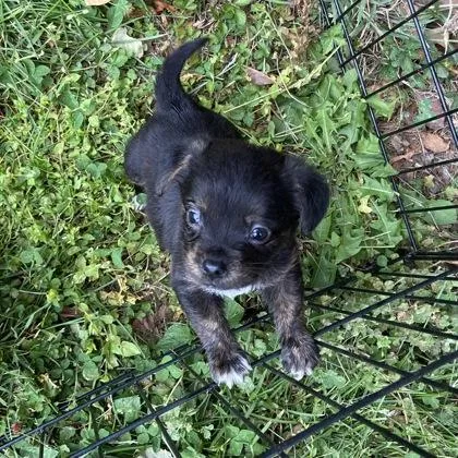 A baby small-sized male Pekingese dog named Walnut for adoption in Wilkesboro, NC