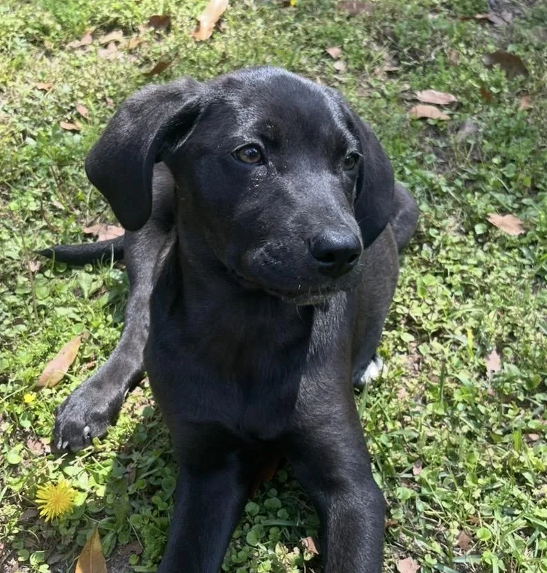 A young medium-sized female Black Labrador Retriever dog named Apple for adoption in Pensacola, FL