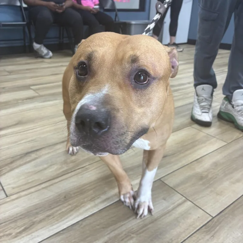 A baby medium-sized male Yellow / Tan / Blond / Fawn Pit Bull Terrier dog named Hermes for adoption in Newark, NJ