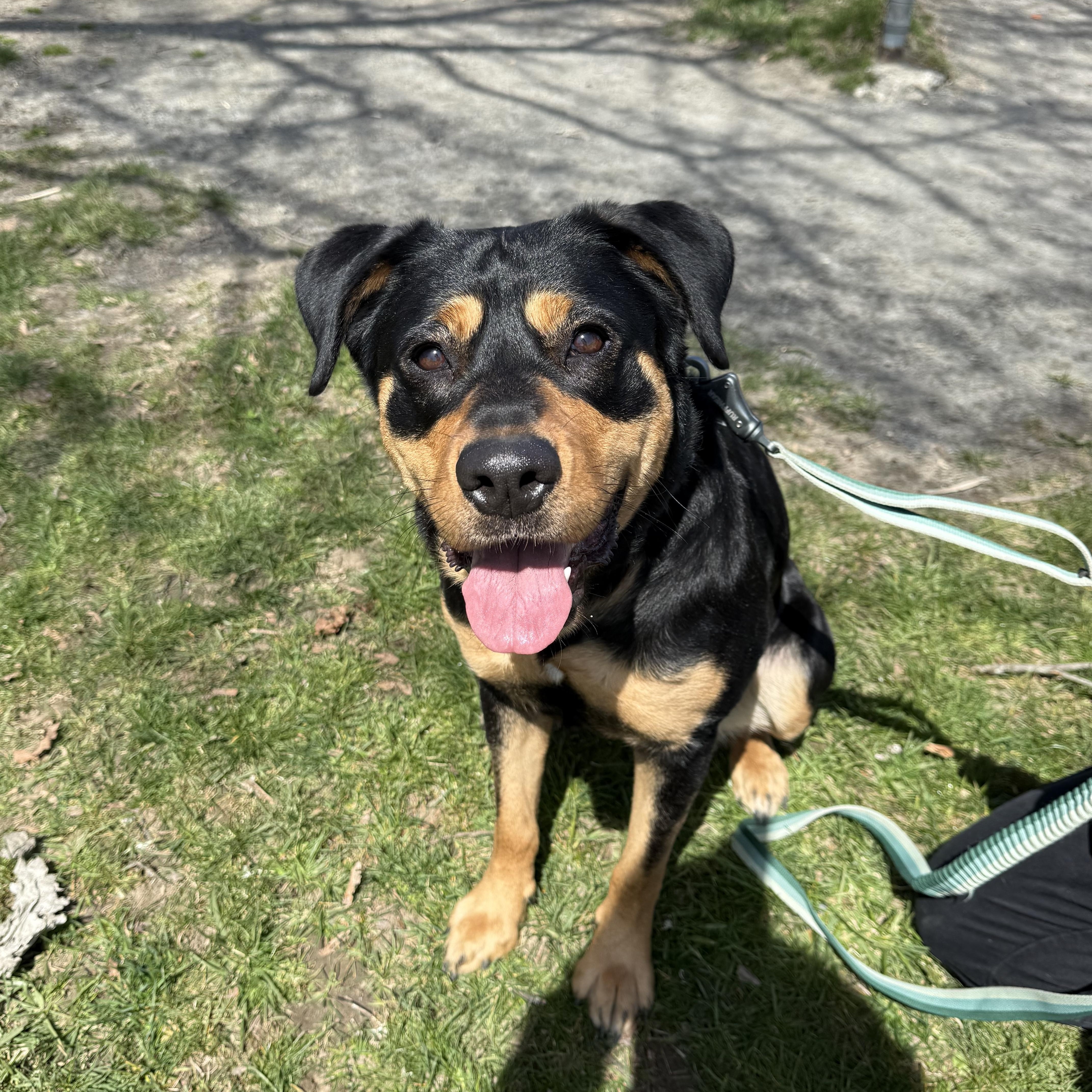 A young large-sized female Rottweiler dog named Cannoli for adoption in Nutting Lake, MA