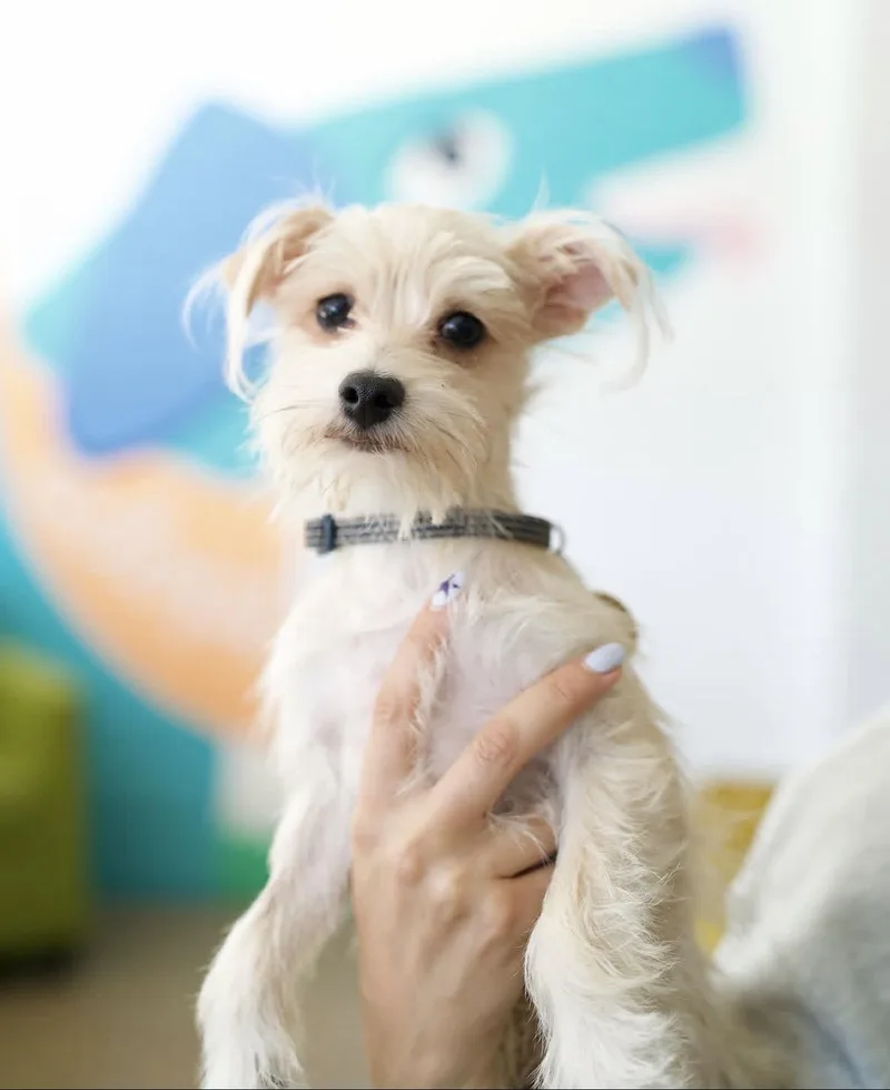 A baby small-sized male Terrier dog named Jutes for adoption in Pasadena, CA